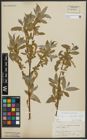 Foto von Salix alba subsp. vitellina (L.) Arcang.